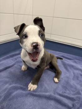 KANGA-ROO -  Pit Bull Terrier and Mixed Breed Dog for Adoption in Loveland, Colorado - KANGA-ROO | PetCurious