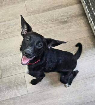 Terrier Dogs Available for Adoption - Midnight | PetCurious