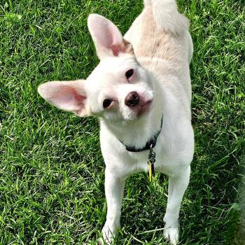 Ollie -  Chihuahua Dog for Adoption in Gouverneur, New York - Ollie | PetCurious