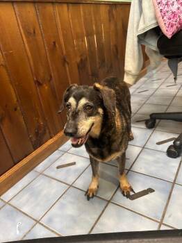 Rose Bud -  Dachshund and Mixed Breed Dog for Adoption in Cortland, New York - Rose Bud | PetCurious
