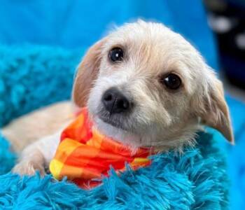 Rescue Terrier Dogs for Adoption in Hondo, Texas - Mabel - Given Away For Free At A Flea Market - But She