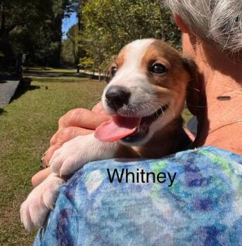 Whitney -  Hound Dog for Adoption in Eutawville, South Carolina - Whitney | PetCurious