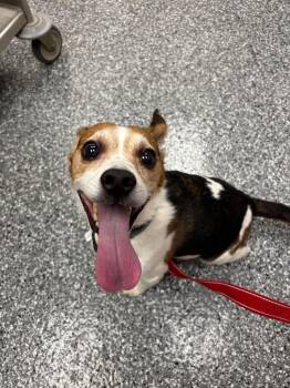 Mason -  Beagle Dog for Adoption in Liverpool, New York - Mason | PetCurious