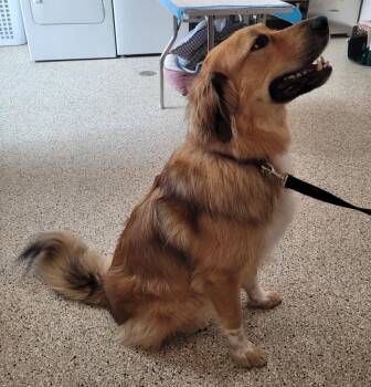 Odin -  Great Pyrenees and German Shepherd Dog Dog for Adoption in Grand Rapids, Minnesota - Odin | PetCurious