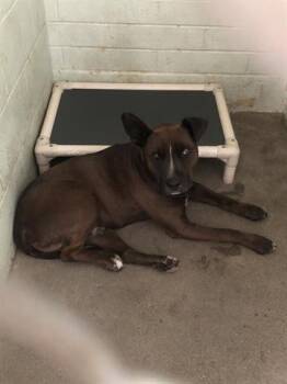 Rescue Border Collie and Mixed Breed Dogs for Adoption in Stockton, California - TATTOO | PetCurious