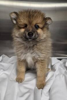 Baxter -  Pomeranian Dog for Adoption in Malvern, Pennsylvania - Baxter | PetCurious