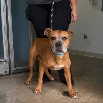 Herman -  Boxer and Mixed Breed Dog for Adoption in Tampa, Florida - Herman | PetCurious