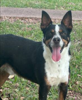 Spot -  Australian Cattle Dog Blue Heeler and Mixed Breed Dog for Adoption in Houston, Texas - Spot | PetCurious