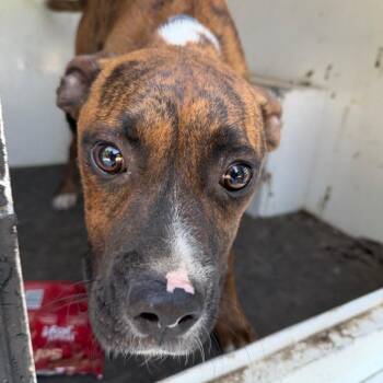 Chase -  Mixed Breed Dog for Adoption in Pine Bluff, Arkansas - Chase | PetCurious