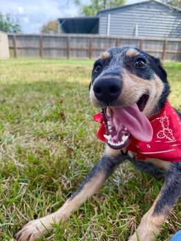 Sophie Love Bug -  Australian Cattle Dog Blue Heeler and Cattle Dog Dog for Adoption in Friendswood, Texas - Sophie Love Bug | PetCurious