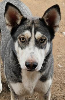 Mask -  Siberian Husky Dog for Adoption in Visalia, California - Mask | PetCurious