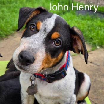 Australian Cattle Dog Blue Heeler Dogs Available for Adoption in Lewisville, Texas - John Henry | PetCurious