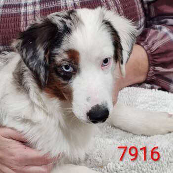Rescue Australian Shepherd Dogs for Adoption in Ada, Minnesota - Pawlene | PetCurious