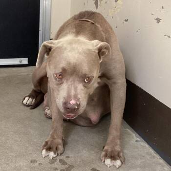 IVHS-Stray-142536 -  Pit Bull Terrier Dog for Adoption in San Gabriel, California - IVHS-Stray-142536 | PetCurious