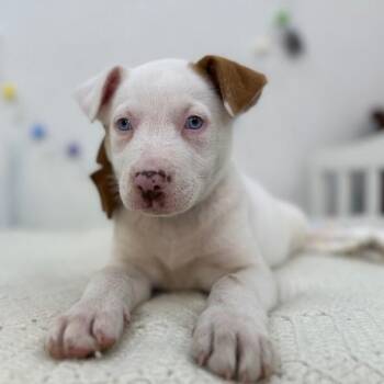 Pit Bull Terrier and Labrador Retriever Dogs Available for Adoption - Snow White | PetCurious