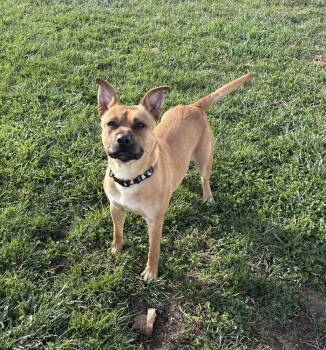 Rescue Mixed Breed and American Staffordshire Terrier Dogs for Adoption in Rochester, Indiana - DELILAH: $0 Adoption Fee! | PetCurious