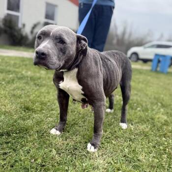 Mixed Breed Dogs Available for Adoption in Corinth, Mississippi - Baby Hippo | PetCurious