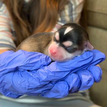 Maximus C-34363 -  Yorkshire Terrier and Chihuahua Dog for Adoption in Oklahoma City, Oklahoma - Maximus C-34363 | PetCurious