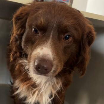 Australian Shepherd Dogs Available for Adoption in Wiggins, Mississippi - Finn | PetCurious