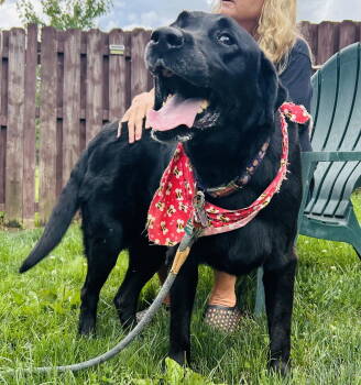 Rescue Labrador Retriever Dogs for Adoption in Elizabethtown, Pennsylvania - Inky | PetCurious
