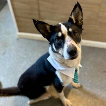 Pythagoras -  Border Collie and Husky Dog for Adoption in Metamora, Michigan - Pythagoras | PetCurious
