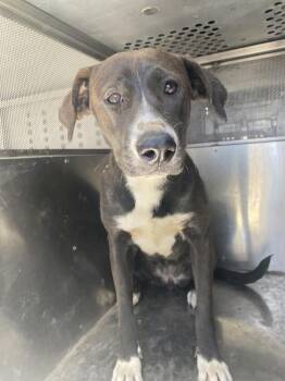 Heather -  Labrador Retriever and American Staffordshire Terrier Dog for Adoption in Victorville, California - Heather | PetCurious