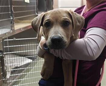 GARRETT -  Mixed Breed Dog for Adoption in Santa Fe, New Mexico - GARRETT | PetCurious