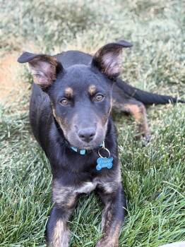 DUKE -  Terrier and Shepherd Dog for Adoption in Broomfield, Colorado - DUKE | PetCurious