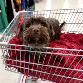 Rainey -  Yorkshire Terrier and Mixed Breed Dog for Adoption in Helena, Alabama - Rainey | PetCurious