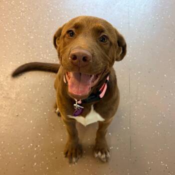 Martha -  Labrador Retriever Dog for Adoption in Belleville, Illinois - Martha | PetCurious