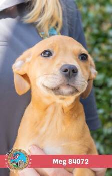 MEG -  Mixed Breed Dog for Adoption in Mobile, Alabama - MEG | PetCurious