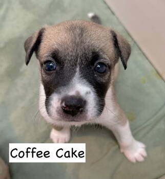 Rescue Parson Russell Terrier Dogs for Adoption in Gilberts, Illinois - U-COFFEE CAKE | PetCurious