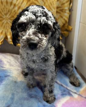 Poodle Dogs Available for Adoption in Pacolet, South Carolina - Picasso Mar 26 | PetCurious