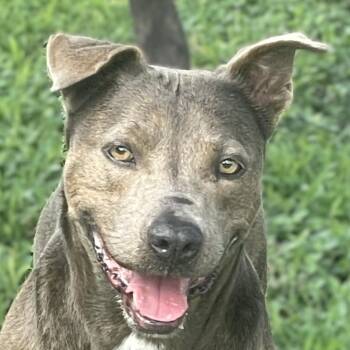 Rex -  Pit Bull Terrier and Mixed Breed Dog for Adoption in Brenham, Texas - Rex | PetCurious
