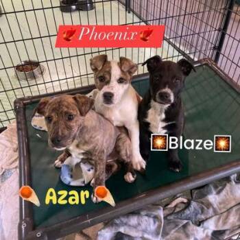 Terrier Dogs Available for Adoption - Azar | PetCurious