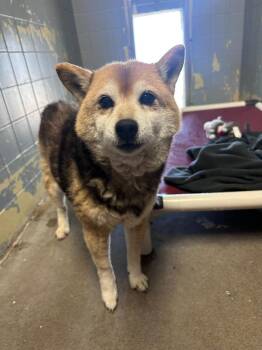 Shiba Inu Dogs Available for Adoption in Marion, Ohio - Lacy | PetCurious
