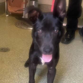 IVHS-Stray-142582 -  Shepherd Dog for Adoption in San Gabriel, California - IVHS-Stray-142582 | PetCurious