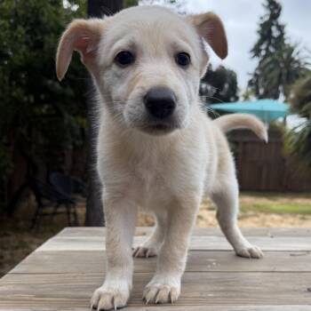 POPCORN -  Retriever and Mixed Breed Dog for Adoption in Richmond, California - POPCORN | PetCurious