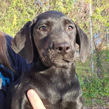 Rescue Mixed Breed Dogs for Adoption in Williston, Florida - Gazette | PetCurious