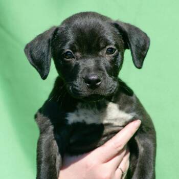 Boston Creme -  Mixed Breed Dog for Adoption in Columbia, South Carolina - Boston Creme | PetCurious