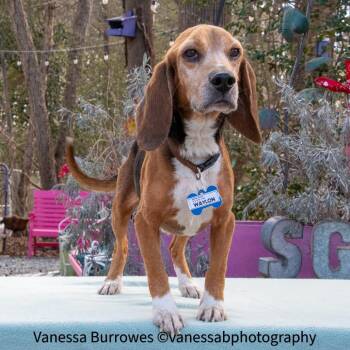 Beagle Dogs Available for Adoption - Waylon | PetCurious