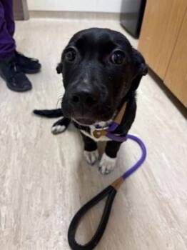 Mixed Breed Dogs Available for Adoption - Telethon | PetCurious