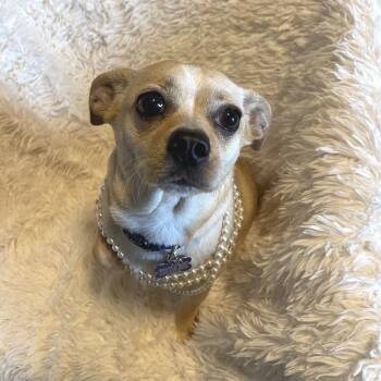 Izzi -  Chihuahua and Beagle Dog for Adoption in Allen, Texas - Izzi | PetCurious