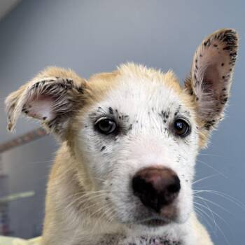Andarna -  Mixed Breed Dog for Adoption in Las Cruces, New Mexico - Andarna | PetCurious