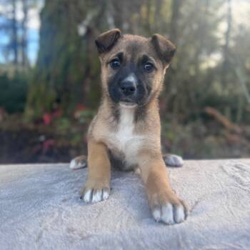 Rescue German Shepherd Dog and Mixed Breed Dogs for Adoption in Tacoma, Washington - Santana | PetCurious