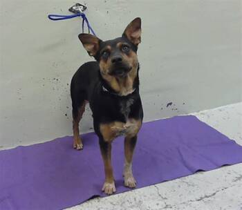 Australian Cattle Dog Blue Heeler and Mixed Breed Dogs Available for Adoption in Houston, Texas - ANNIE | PetCurious