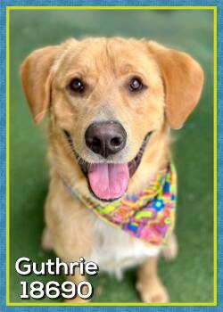 Yellow Labrador Retriever Dogs Available for Adoption in Marietta, Georgia - GUTHRIE (also See COLT) | PetCurious