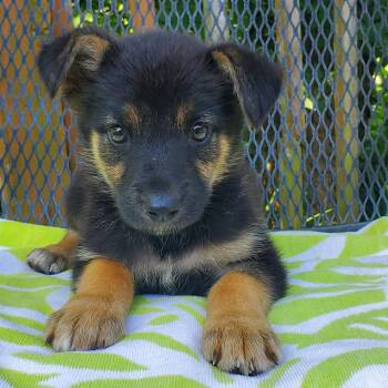 Rescue German Shepherd Dog and Labrador Retriever Dogs for Adoption in Gallatin, Tennessee - Marigold | PetCurious