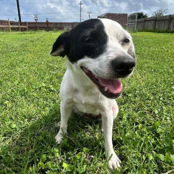 Harmony -  Chihuahua Dog Available for Adoption in Harlingen, Texas - Harmony | PetCurious