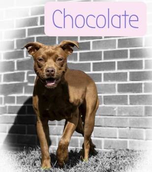 Rescue American Bully Dogs for Adoption in Chuckey, Tennessee - Chocolate - NC | PetCurious